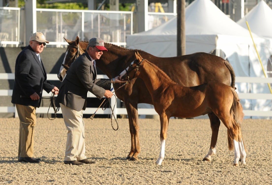 showing young horse in hand